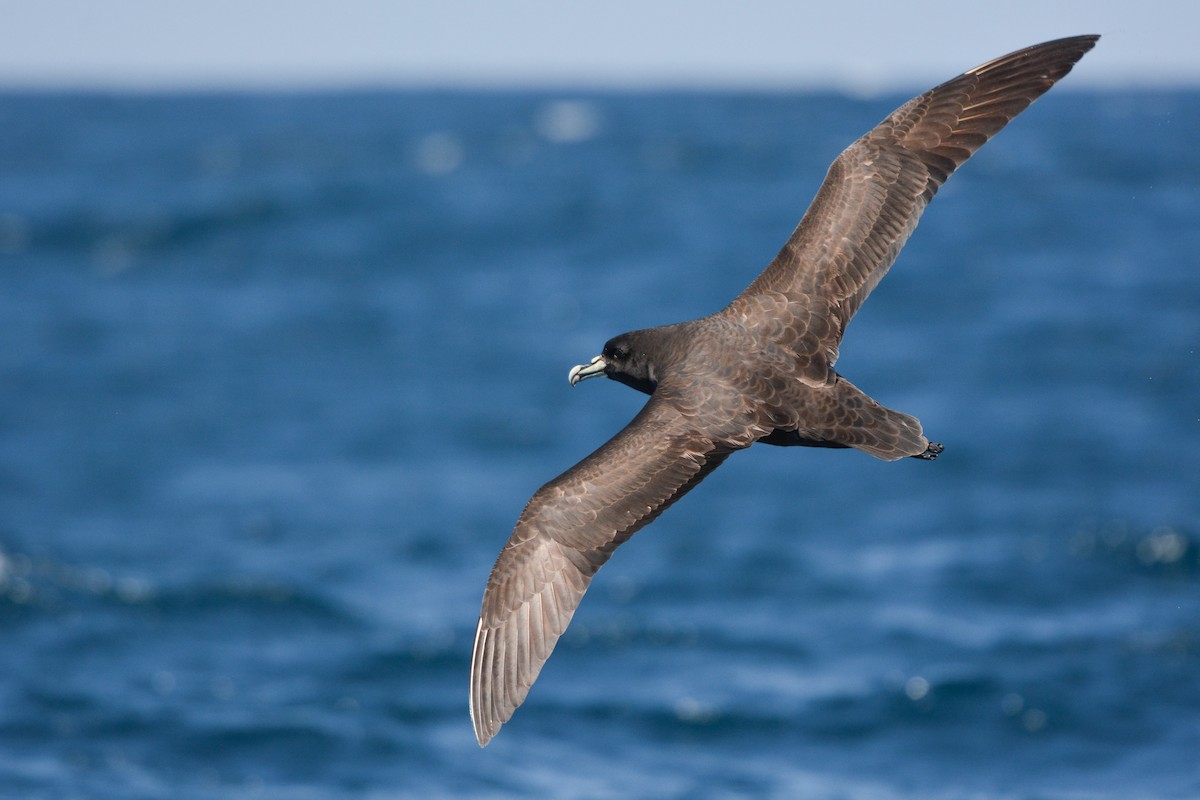 Beyaz Gıdılı Yelkovan - ML644950800