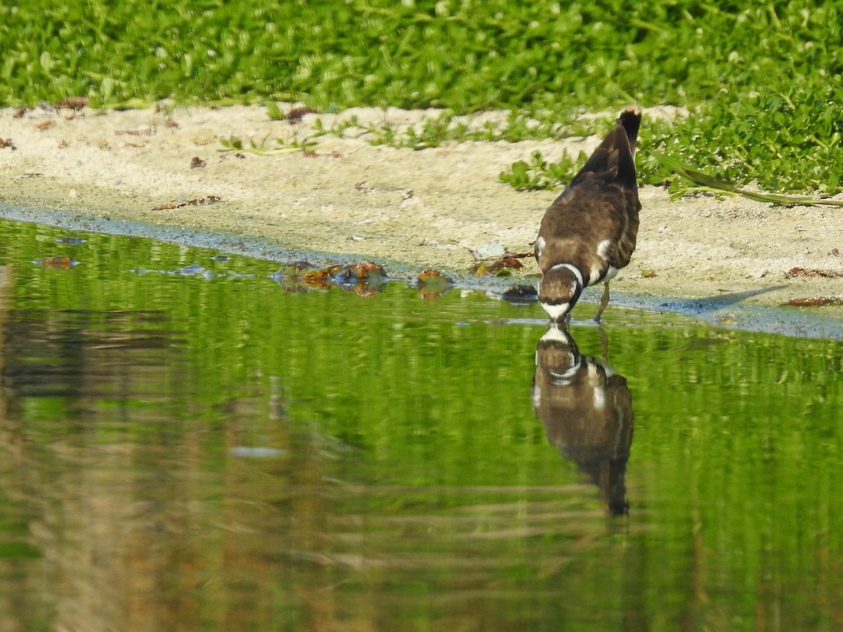 Killdeer - ML64495081