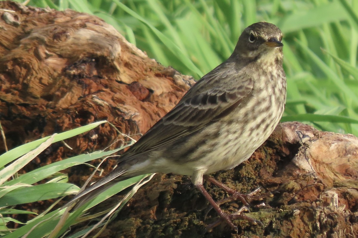 Bisbita Costero - ML644950817