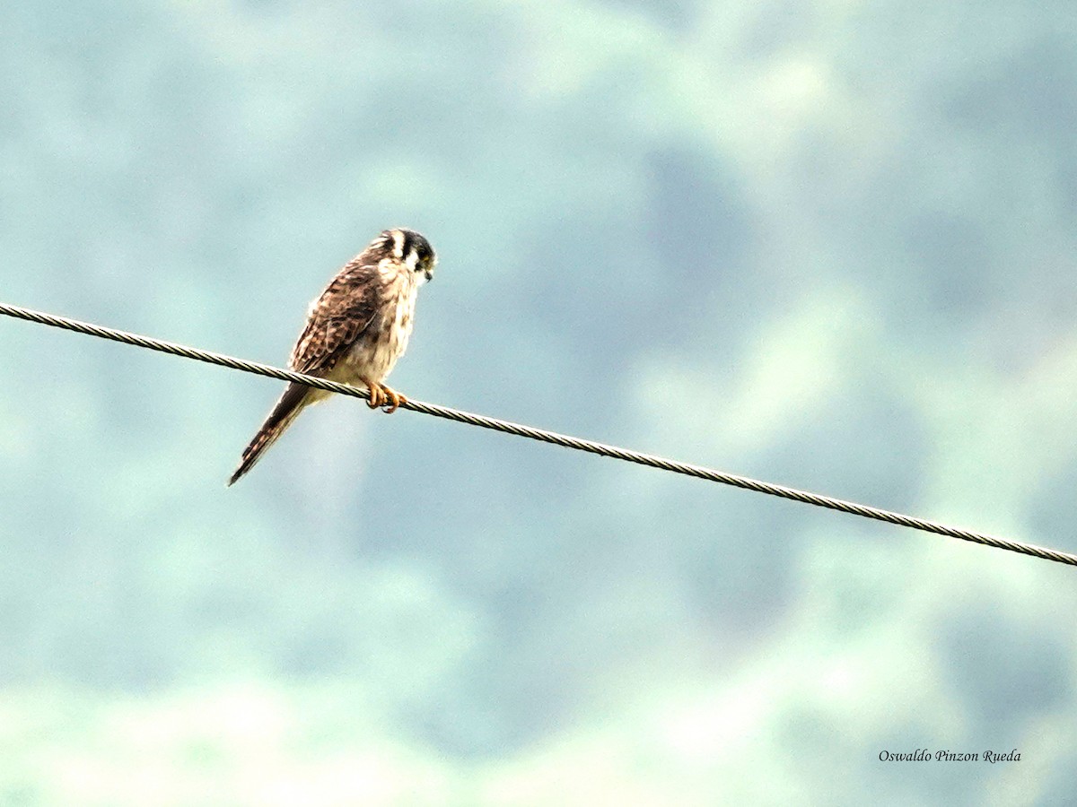 American Kestrel - ML644950831