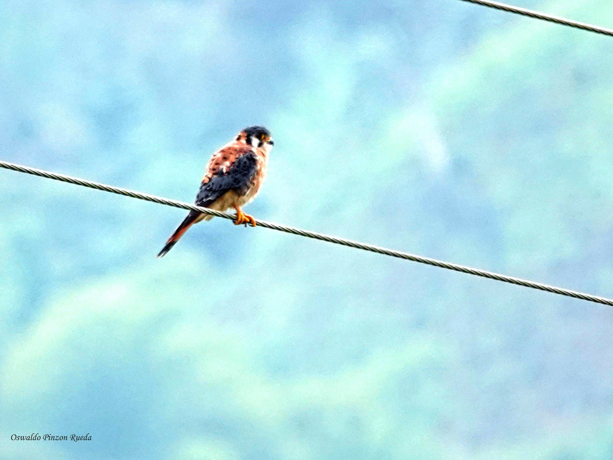 American Kestrel - ML644950832