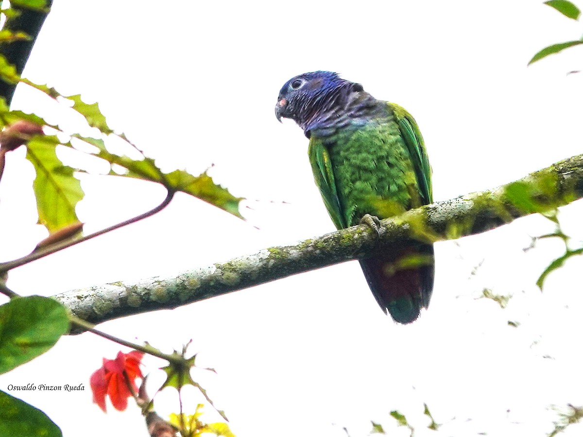 Blue-headed Parrot - ML644950843