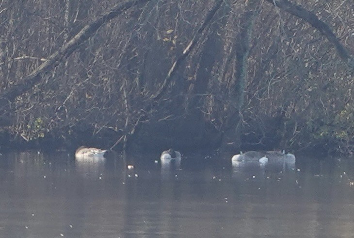 Tundra Bean-Goose - ML644950856