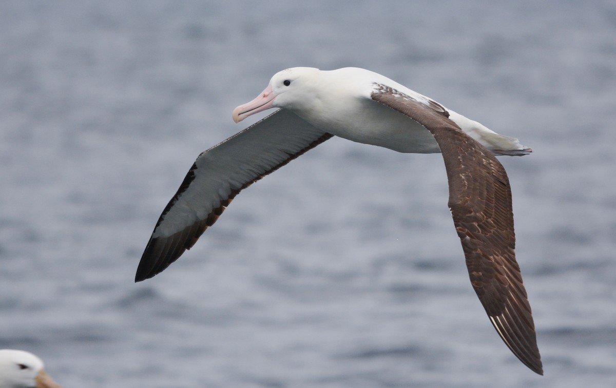 Northern Royal Albatross - ML644950873