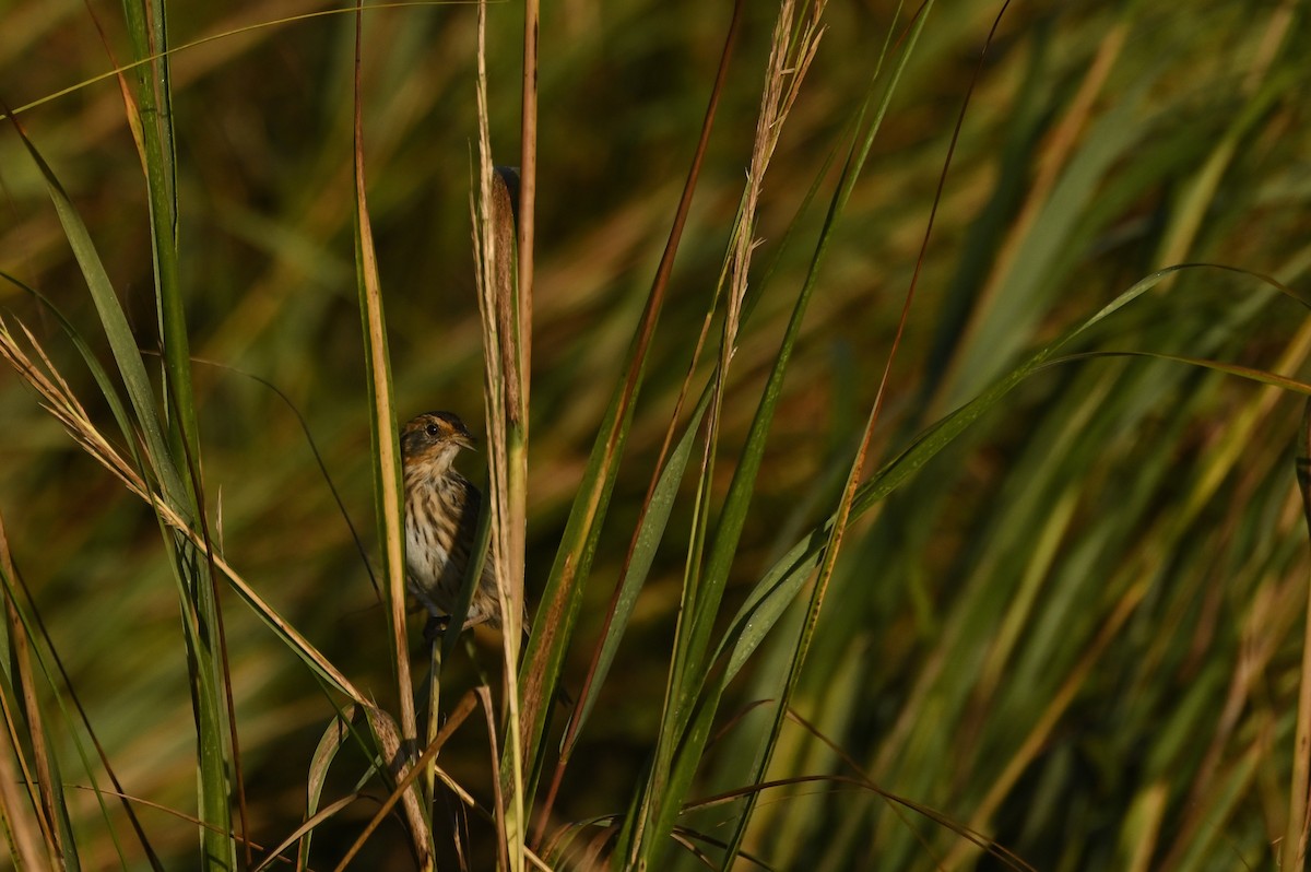 Spitzschwanzammer - ML644950879