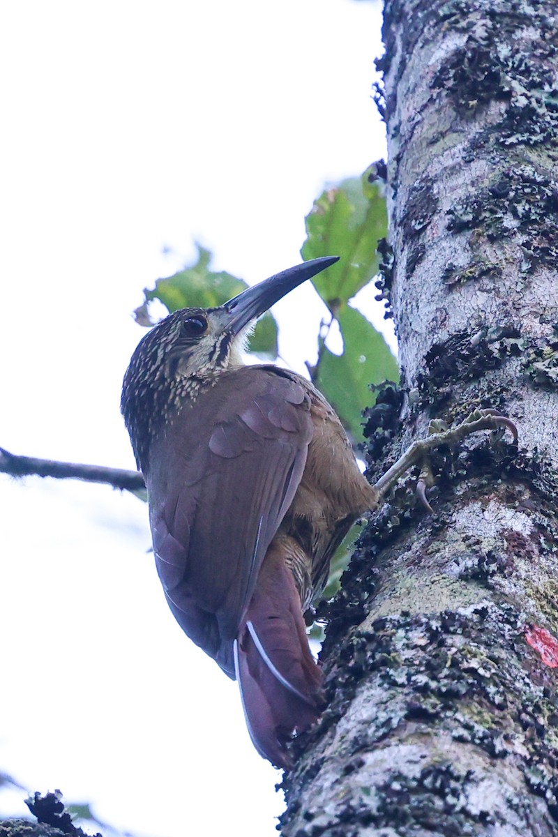 White-throated Woodcreeper - ML644950903