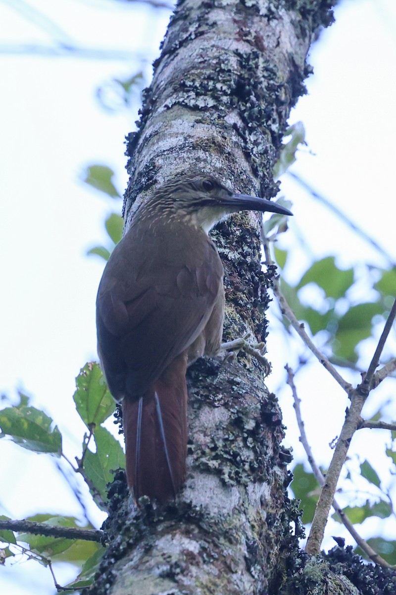 White-throated Woodcreeper - ML644950914