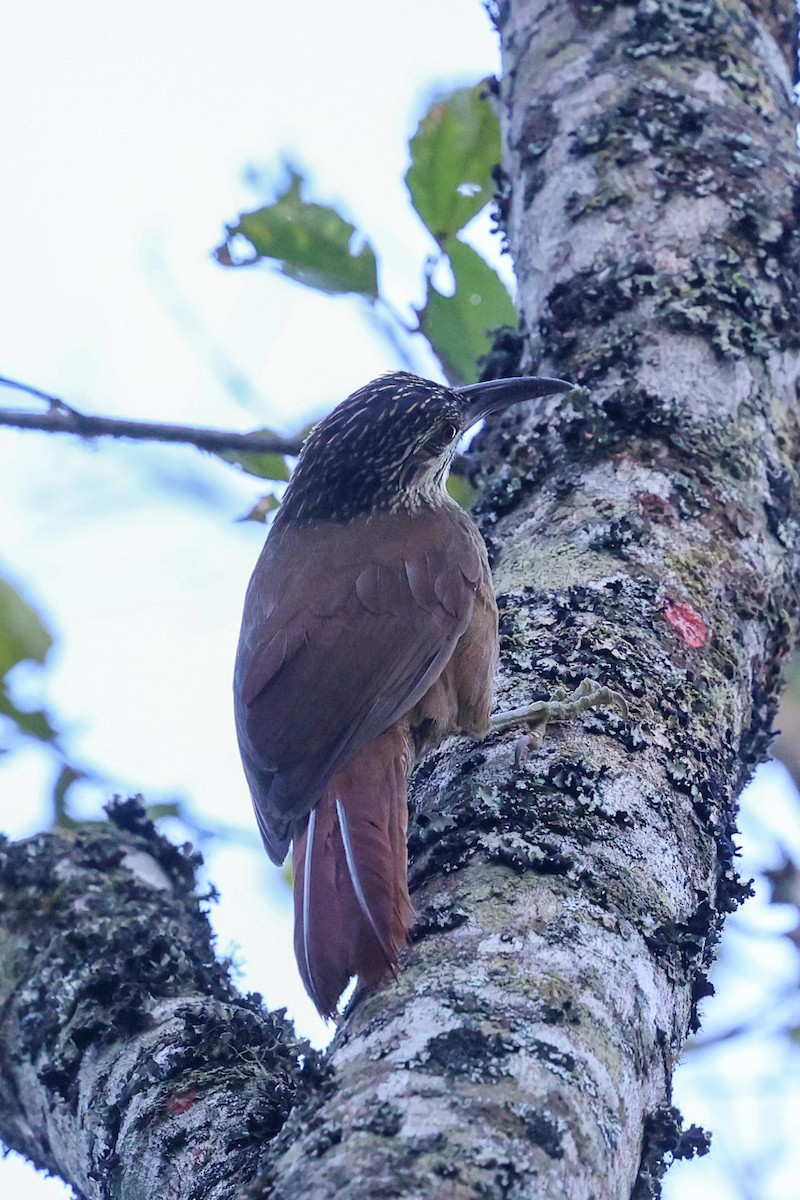 White-throated Woodcreeper - ML644950915