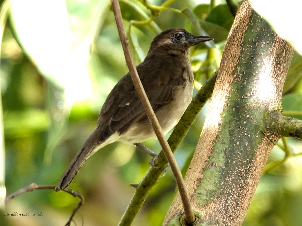 Black-billed Thrush - ML644950916