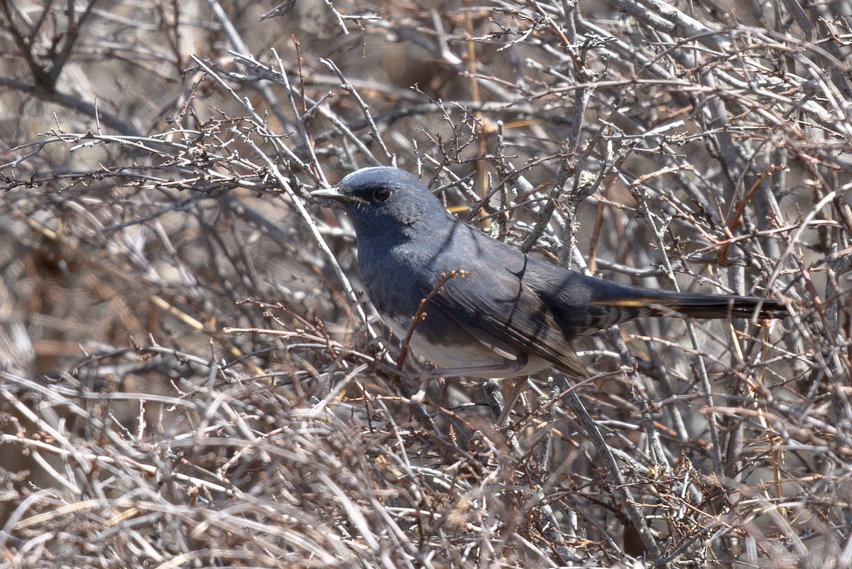 White-bellied Redstart - ML644950919