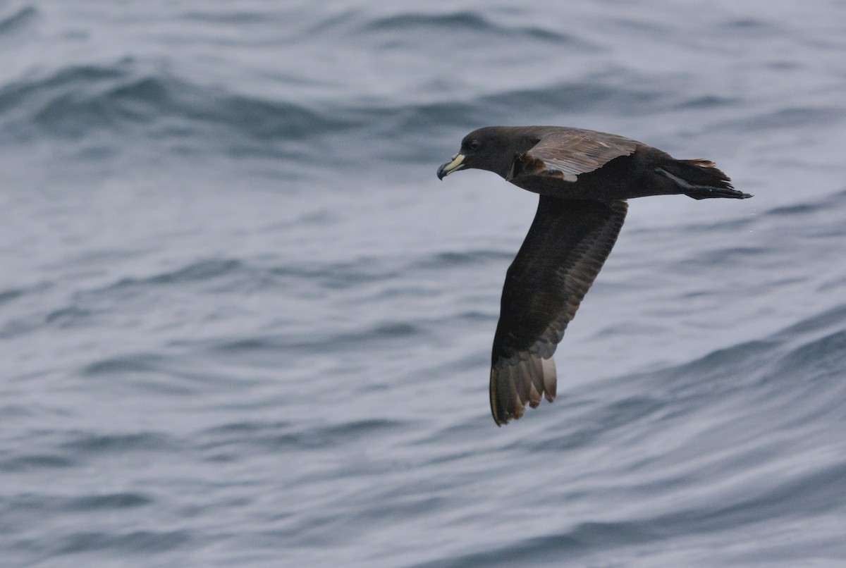 ウエストランドクロミズナギドリ - ML644950932