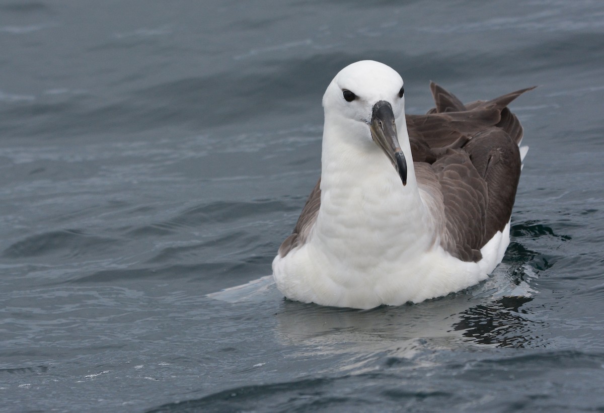 マユグロアホウドリ - ML644950938