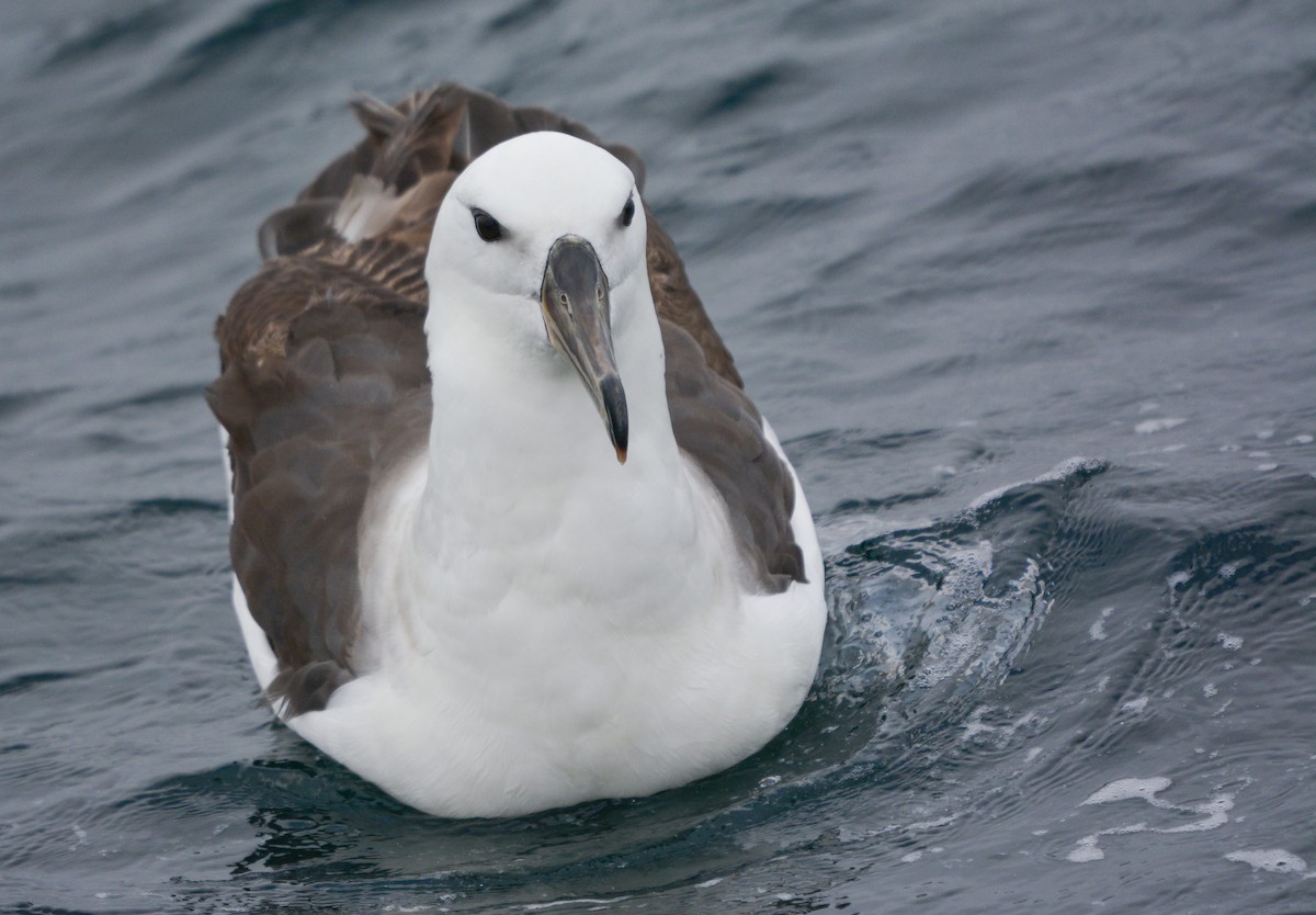 マユグロアホウドリ - ML644950940