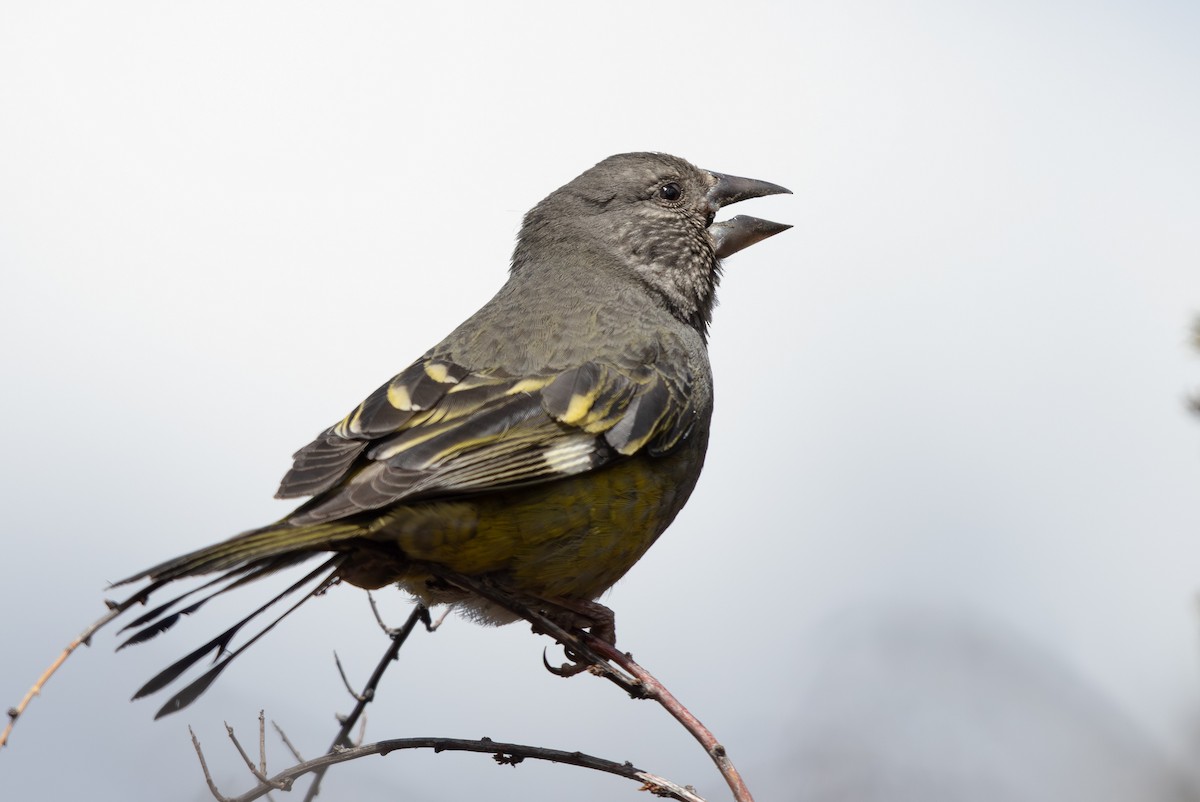 White-winged Grosbeak - ML644950953