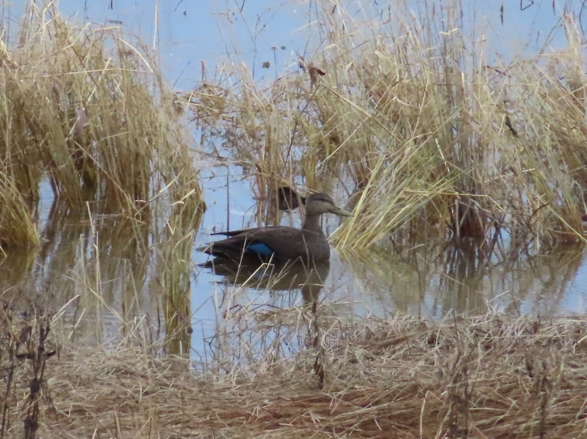 American Black Duck - ML644950958