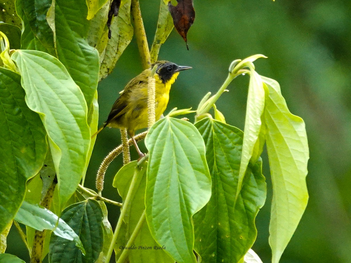 Olive-crowned Yellowthroat - ML644950964