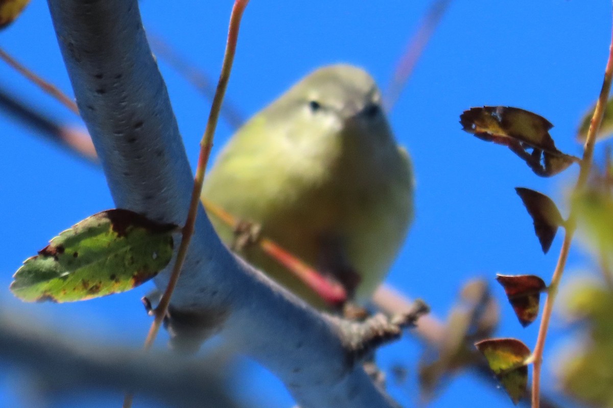 Orange-crowned Warbler - ML644950965