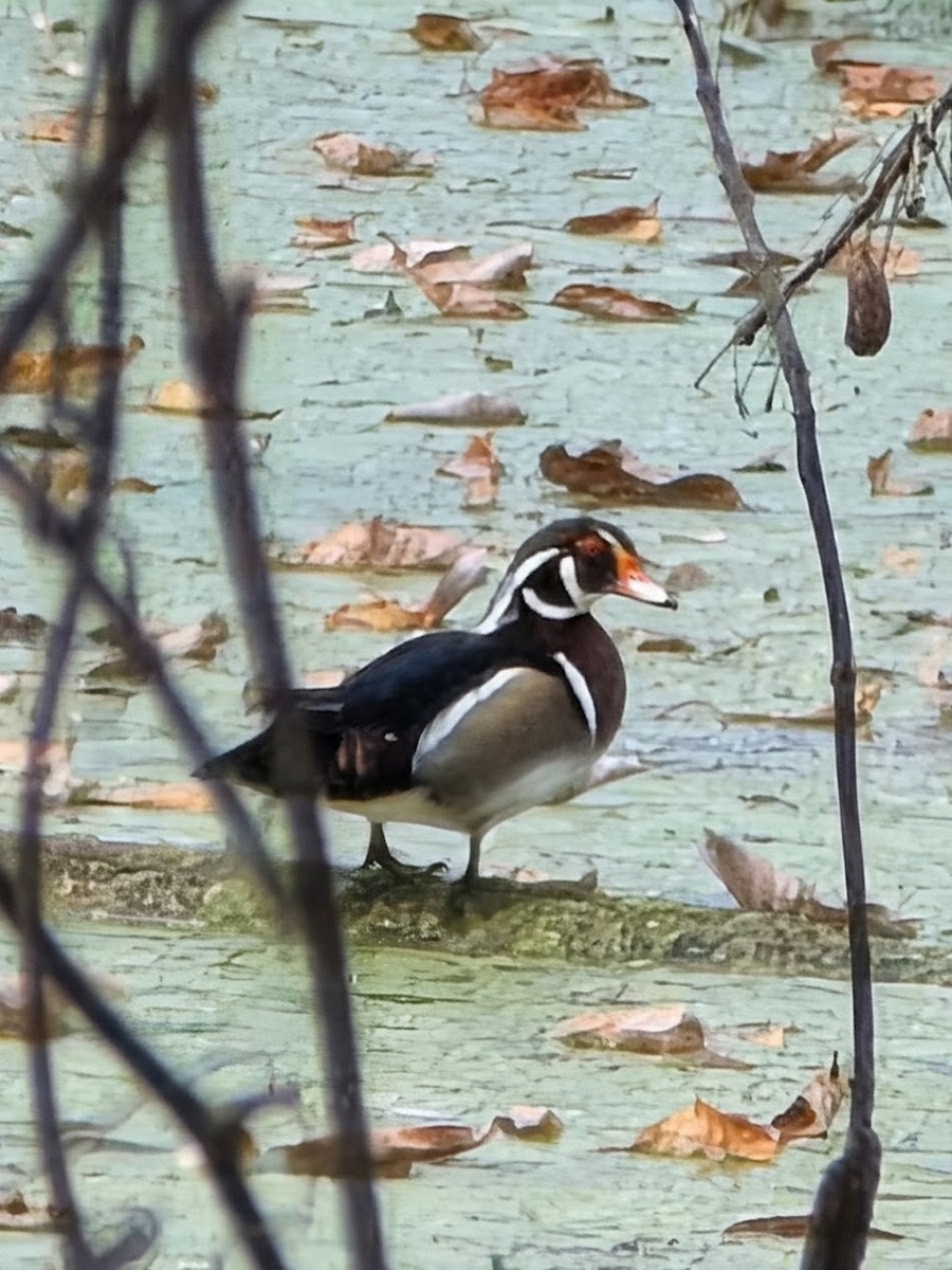 Wood Duck - ML644950967
