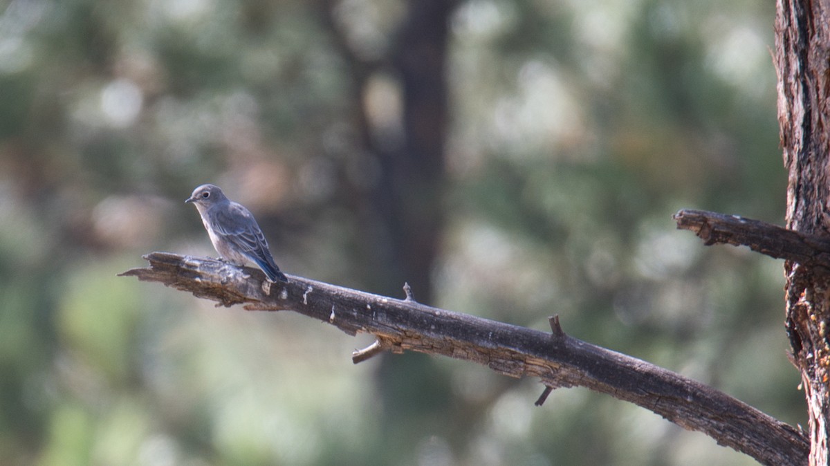 Mountain Bluebird - ML644950986