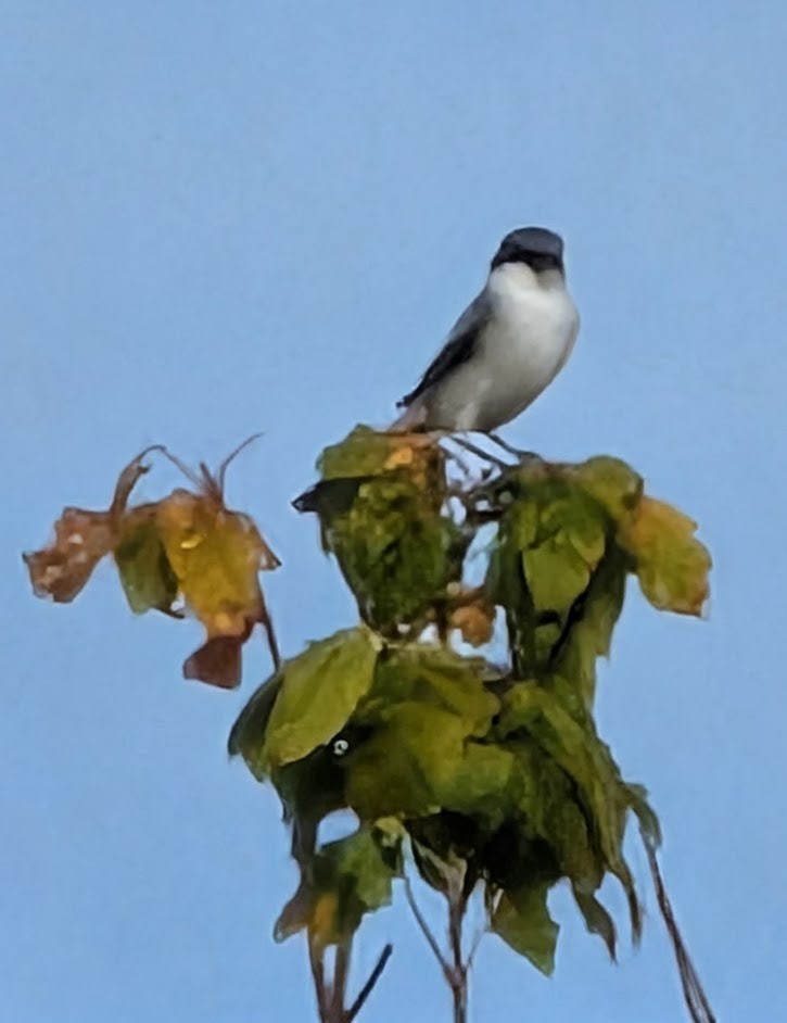 Loggerhead Shrike - ML644950989