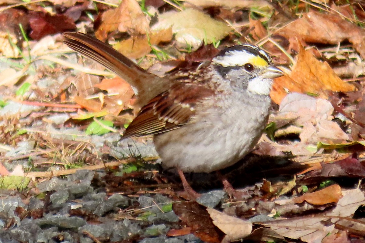 White-throated Sparrow - ML644950997