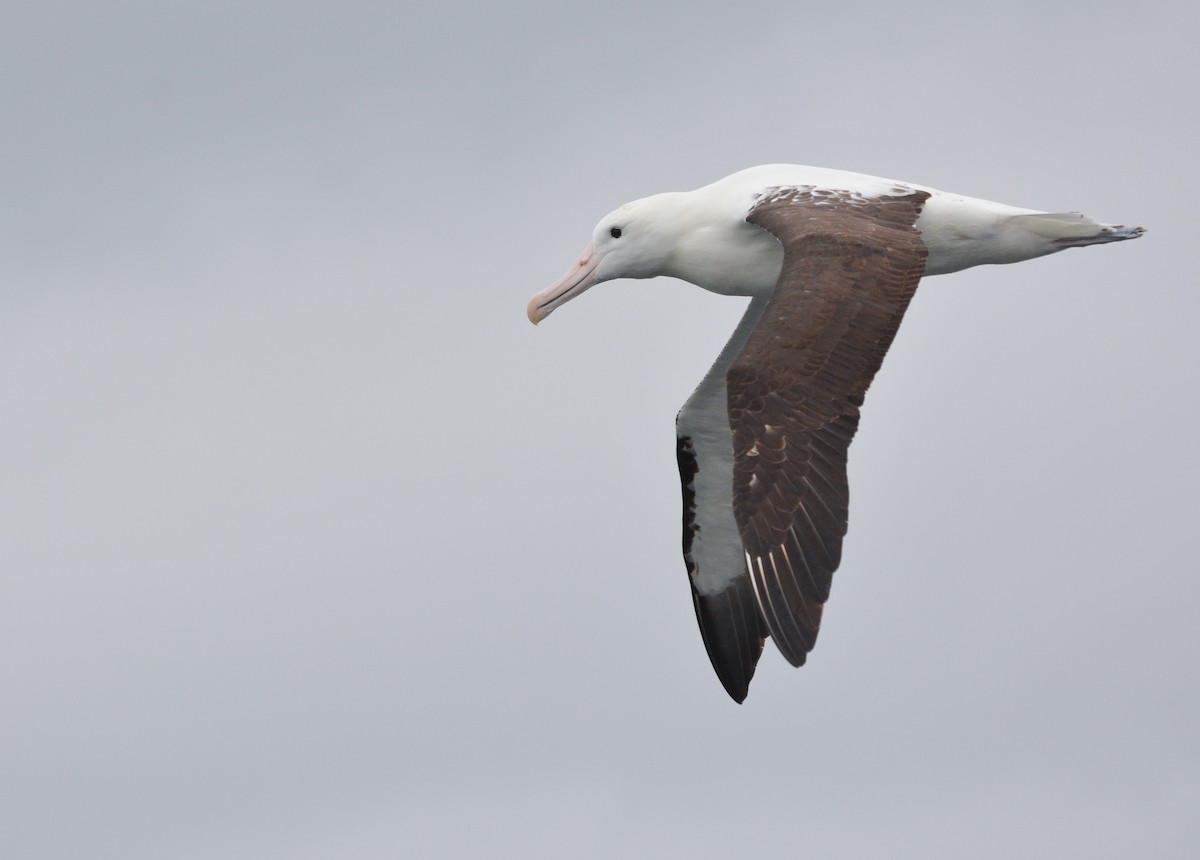 Northern Royal Albatross - ML644951010