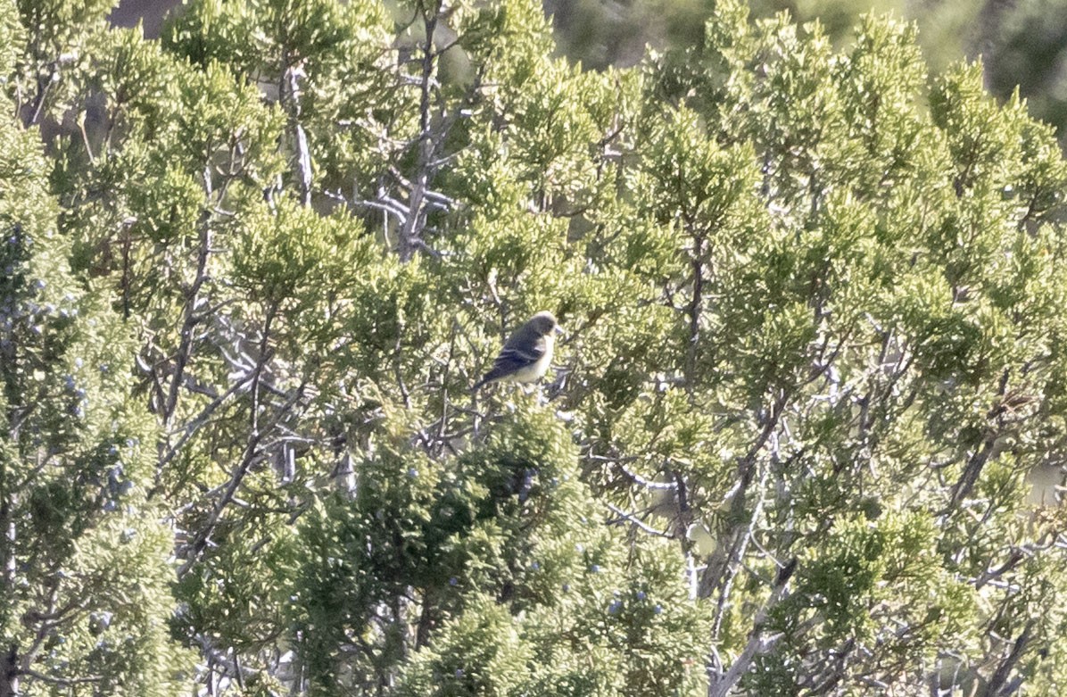Lesser Goldfinch - ML644951021