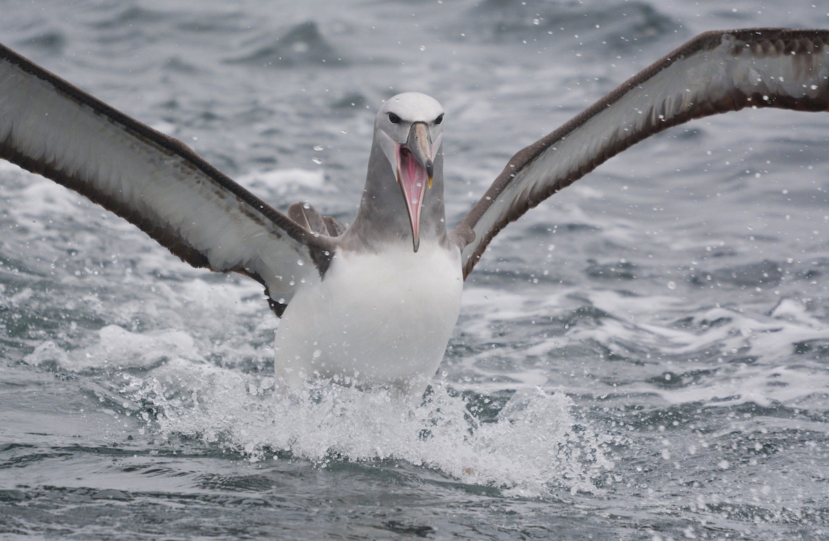 サルビンアホウドリ - ML644951024