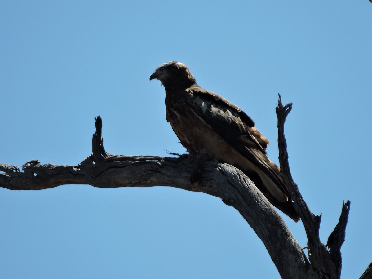 Square-tailed Kite - ML644951028