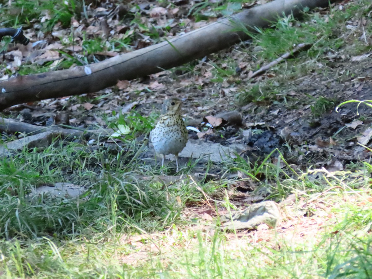 Song Thrush - ML644951035