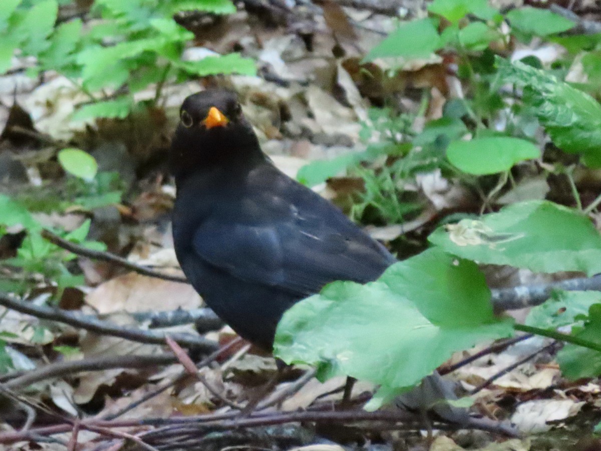 Eurasian Blackbird - ML644951048