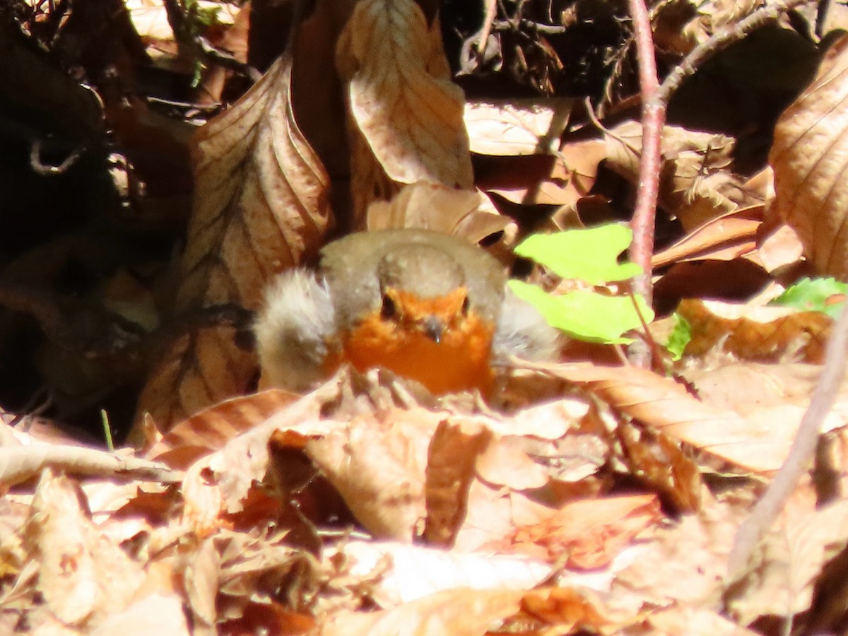 European Robin - ML644951057