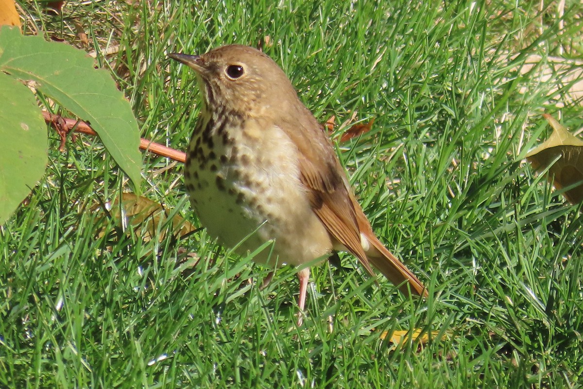 Hermit Thrush - ML644951065