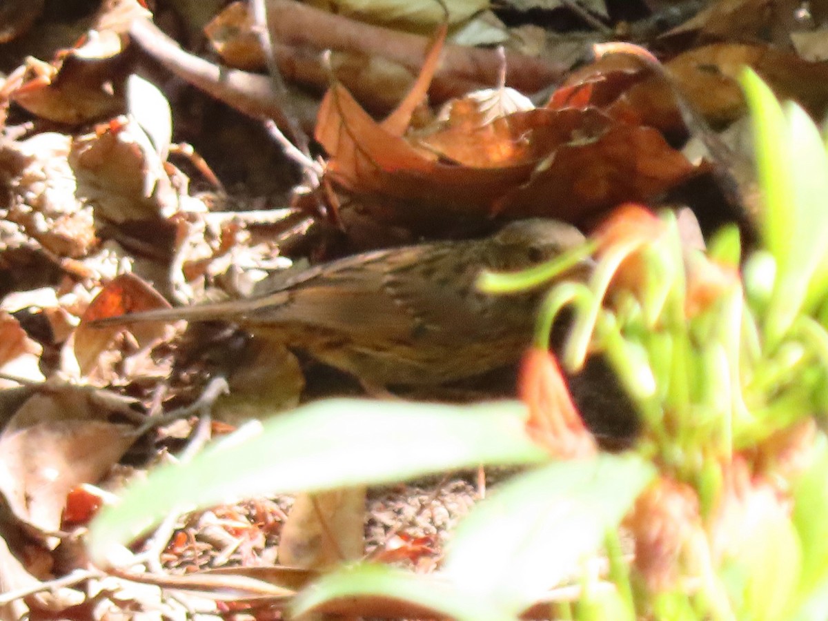 Dunnock - ML644951068