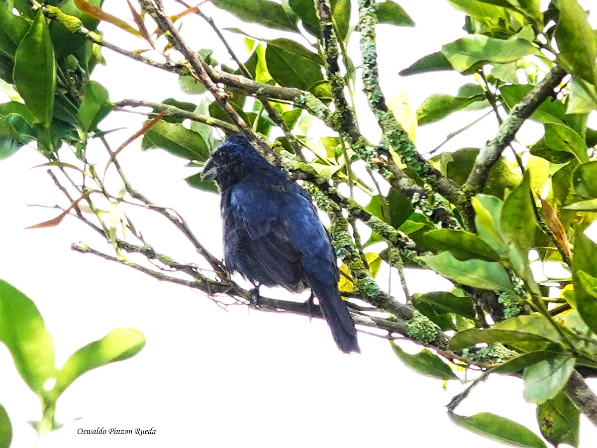 Ultramarine Grosbeak - ML644951069