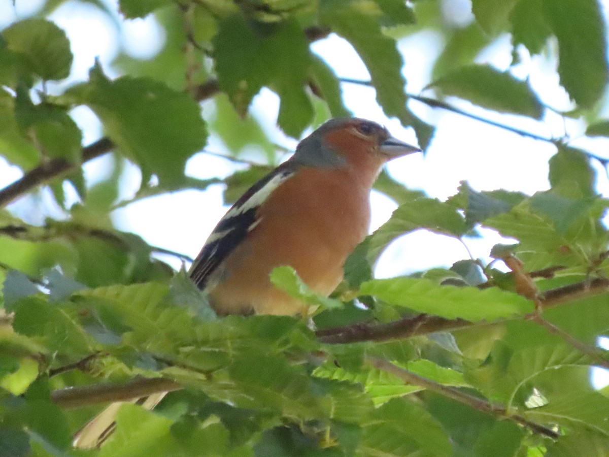 Common Chaffinch - ML644951072
