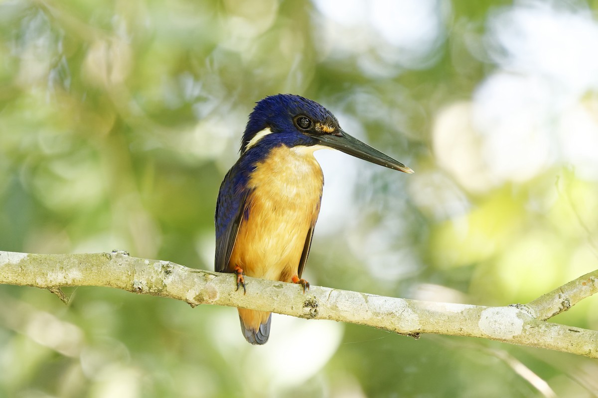 ルリミツユビカワセミ - ML644951086