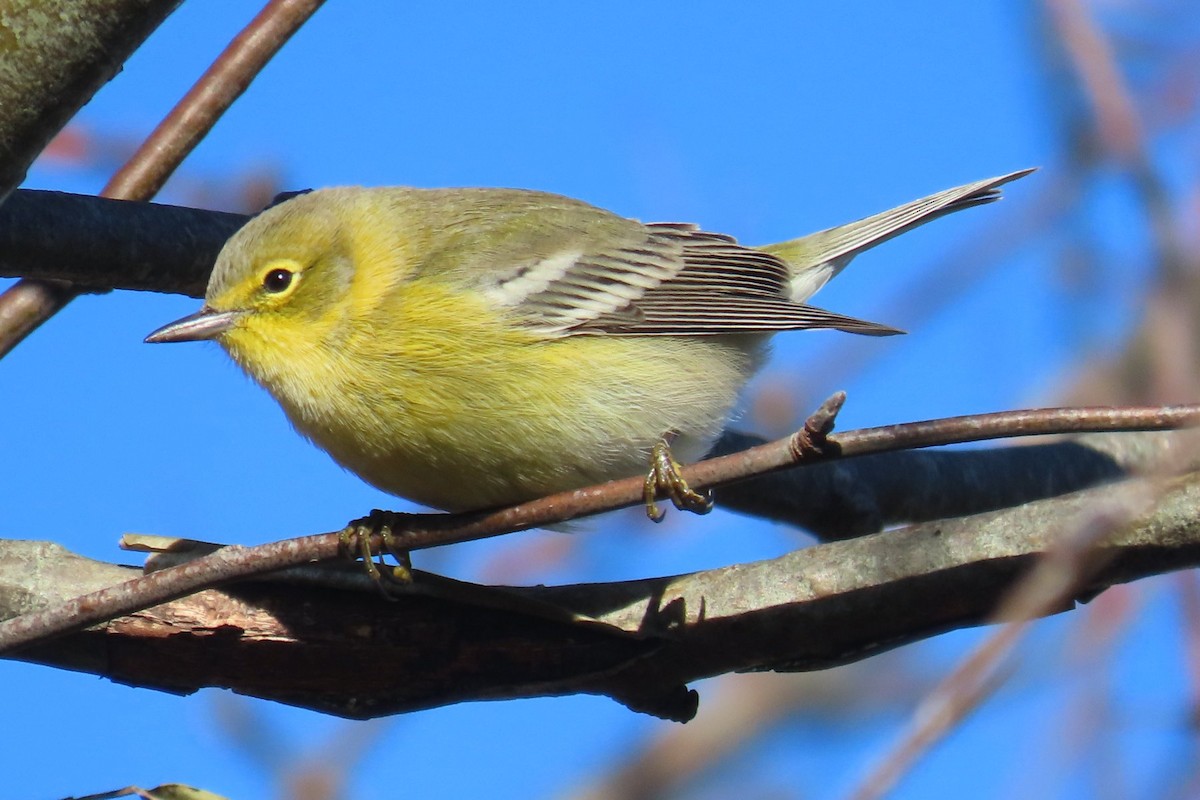 Pine Warbler - ML644951096