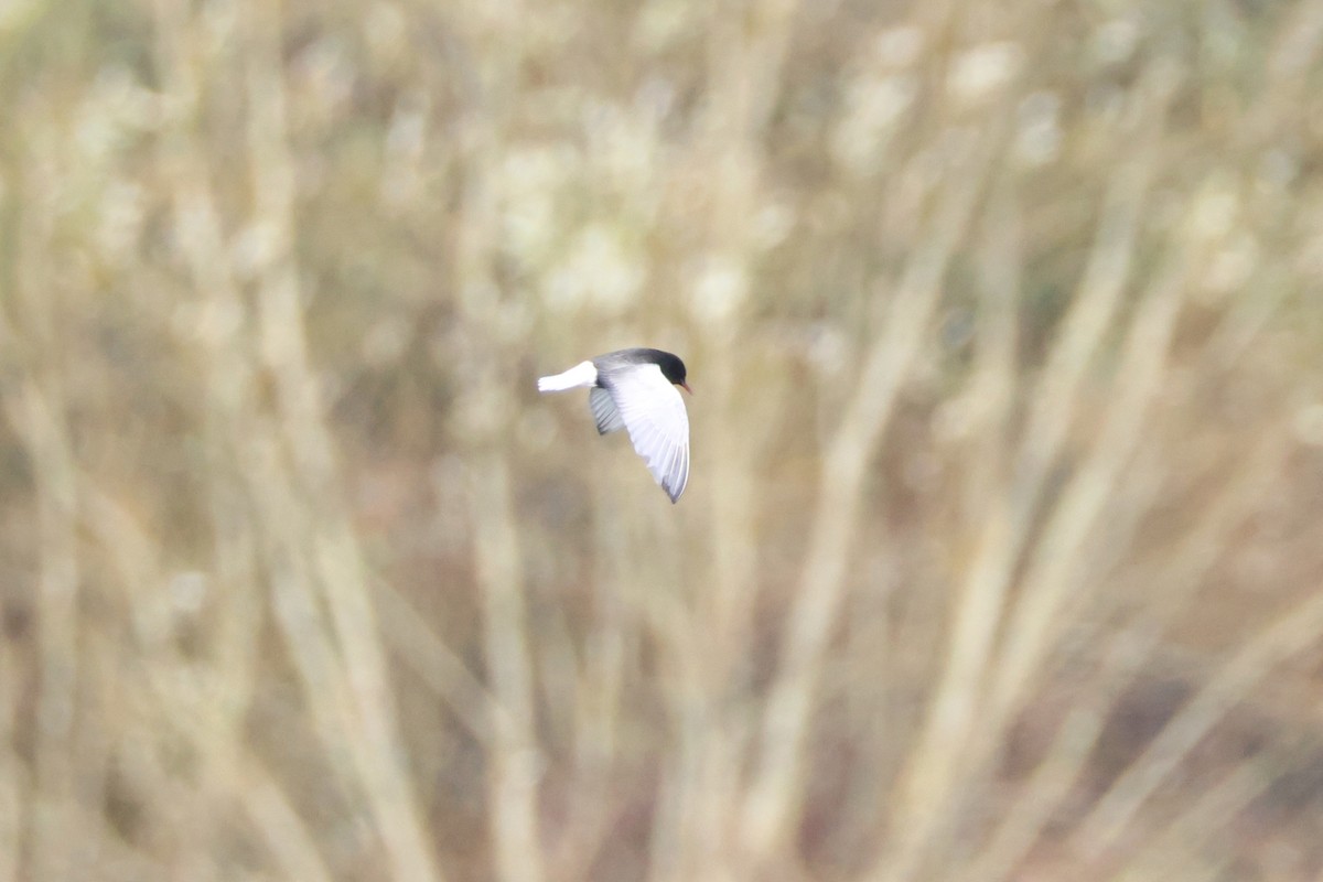 White-winged Tern - ML644951098