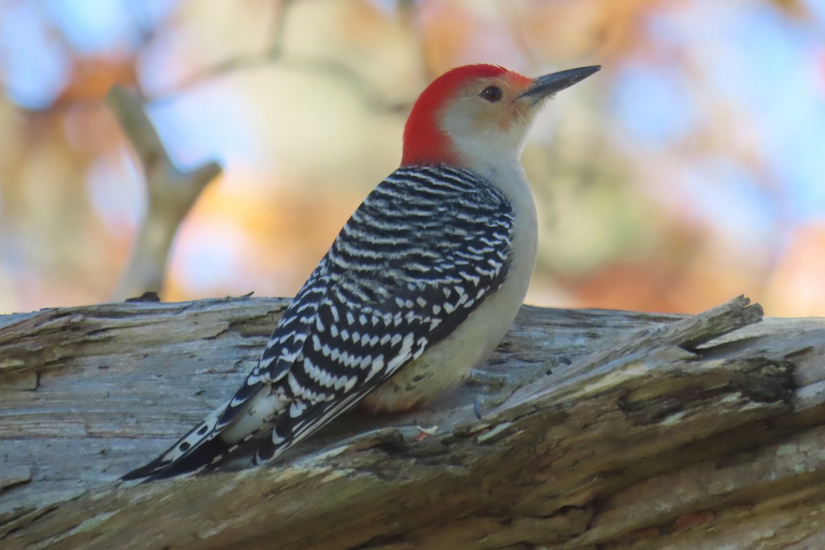 Red-bellied Woodpecker - ML644951111