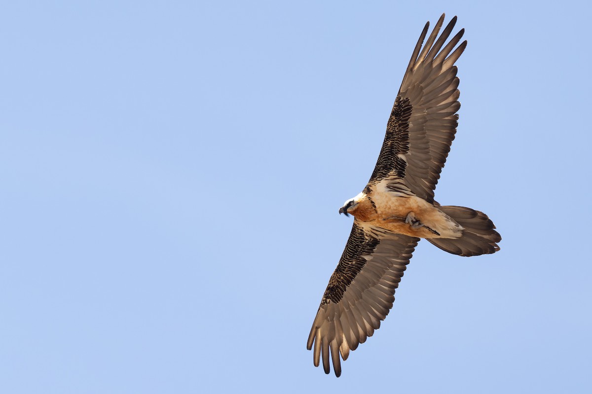 Bearded Vulture - ML644951129
