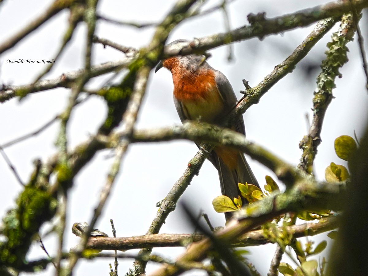 Dwarf Cuckoo - ML644951141
