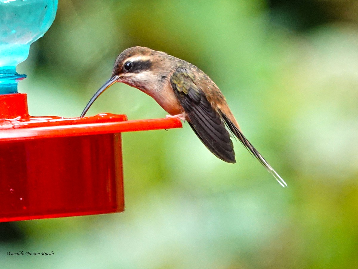 Stripe-throated Hermit - ML644951155