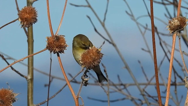 Altın İskete - ML644951164