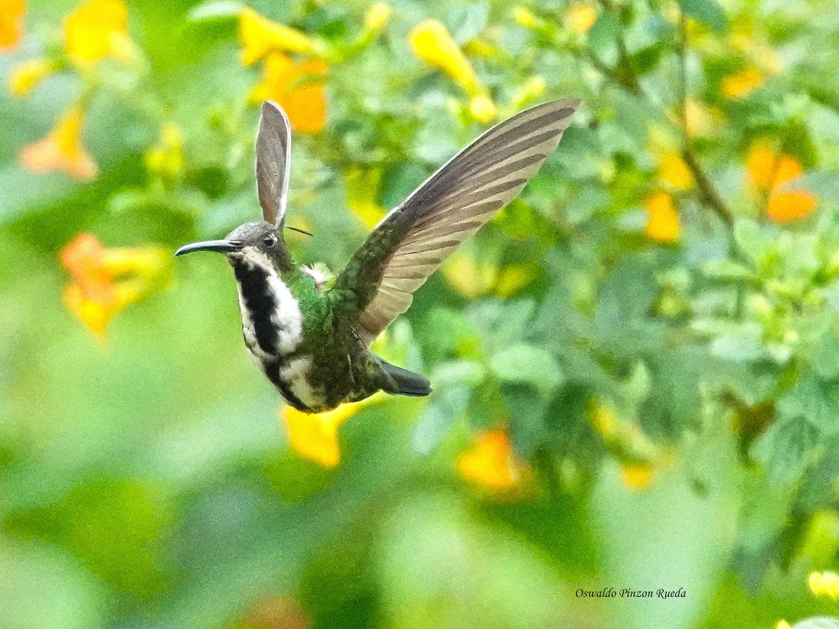 Black-throated Mango - ML644951173
