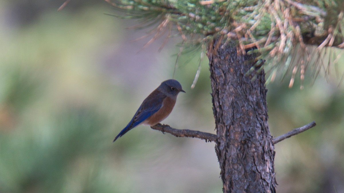 Western Bluebird - ML644951196