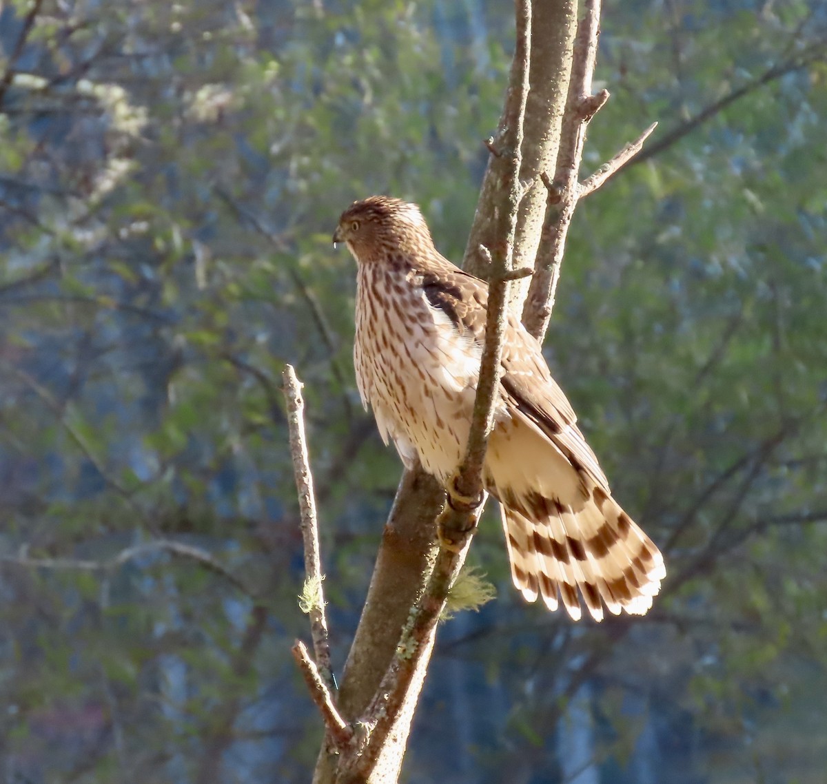 jestřáb americký - ML644951216