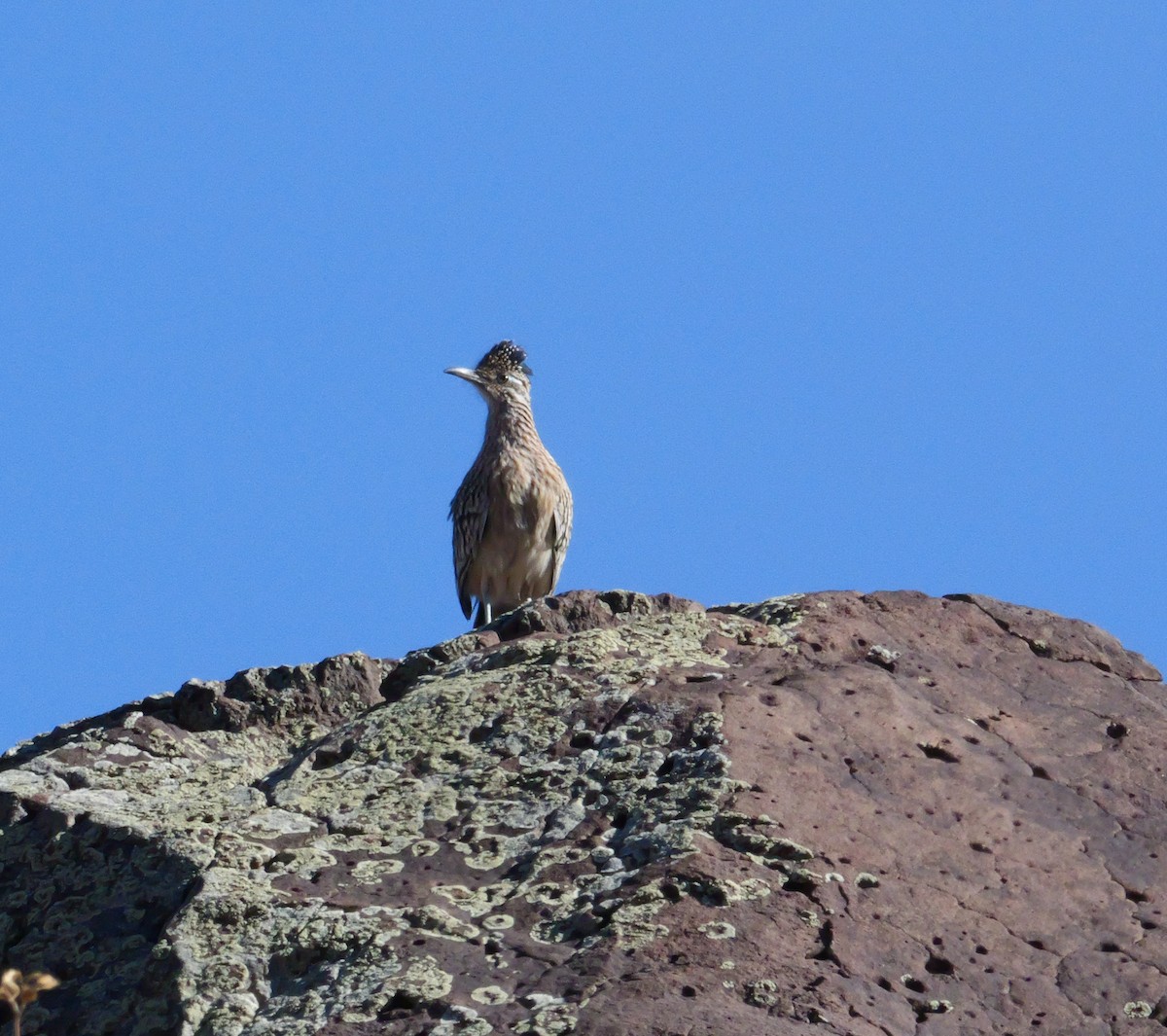 Greater Roadrunner - ML644951224
