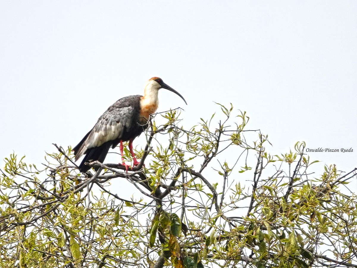 Buff-necked Ibis - ML644951228