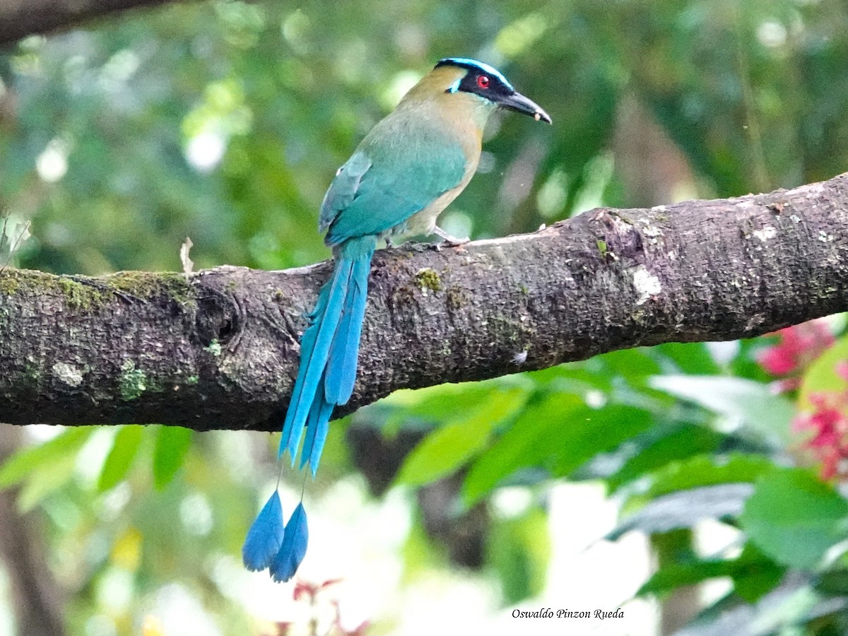 Andean Motmot - ML644951239